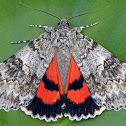 Semirelict Underwing Moth