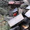 Northern Cardinal