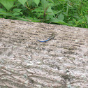 Five-lined Skink