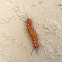 Oleander Caterpillar
