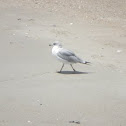 Ring-billed Gull
