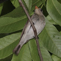 Asian Brown Flycatcher