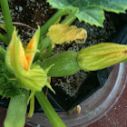 Pumpkin flower