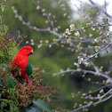 Australian king parrot