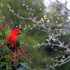 Australian king parrot