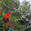Australian king parrot