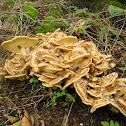 Giant Polypore/Reuzenzwam