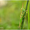 Meadow Grasshopper