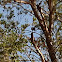 Mississippi kite