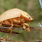 Dotted Paropsine Leaf beetle