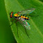 Long-legged Fly