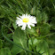 Daisy