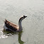 鵝