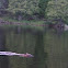 American beaver