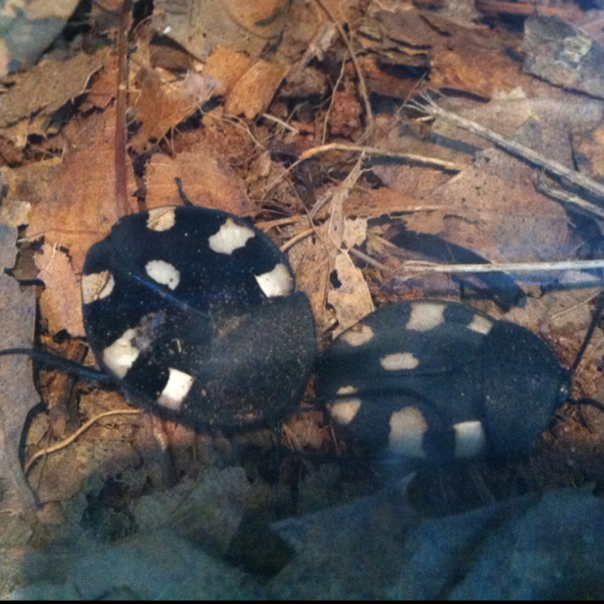Domino cockroaches