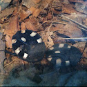 Domino cockroaches