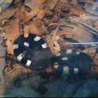 Domino cockroaches