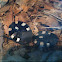 Domino cockroaches