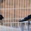 Barn Swallow; Golondrina Común