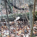 Unknown spotting