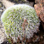 Musgo. Mosses
