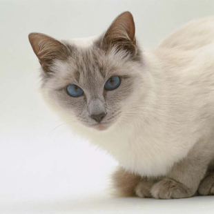 How to mod Cat Breeds Memory Game 1.0 apk for pc