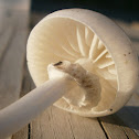 Porcelain fungus