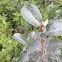 Silver willow