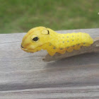 Spicebush Swallowtail