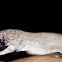 Eastern Spiney-tailed Gecko
