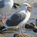 Western Gull