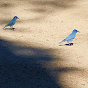 Pinyon Jay