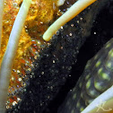 Brown Anemonefish Eggs