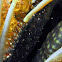 Brown Anemonefish Eggs