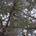Black-capped Chickadee