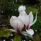 Magnolia