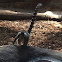 Ring tail lemur