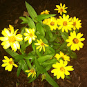 Zinnia