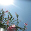 Pink Hibiscus
