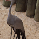 Blue Crane