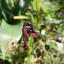 Serapias strictiflora