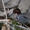 Green-winged Teal