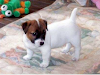 Jack Russell Pelo Liso Pata Corta Pedegree