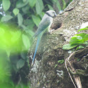 Blue winged parakeet