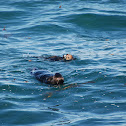 Sea Otter