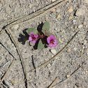 Dwarf monkeyflower