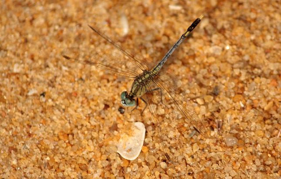 Spotting Image 1
