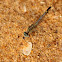 Ground Skimmer