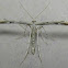 Ambrosia Plume Moth