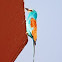 Abyssinian Roller